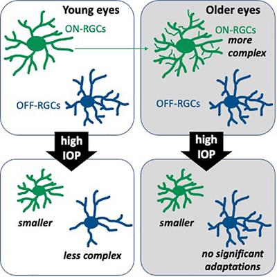 The Effect of Aging on Retinal Function and Retinal Ganglion Cell Morphology Following Intraocular Pressure Elevation